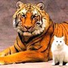 Британский зоопарк продал годовой запас тигровых фекалий для отпугивания кошек
