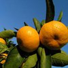 Мандарины снижают риск развития рака печени