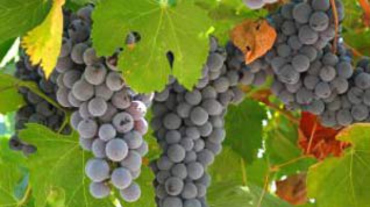 На Закарпатье отпраздновали фестиваль сбора винограда