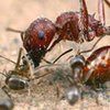 Химики перехитрили агрессивных муравьёв