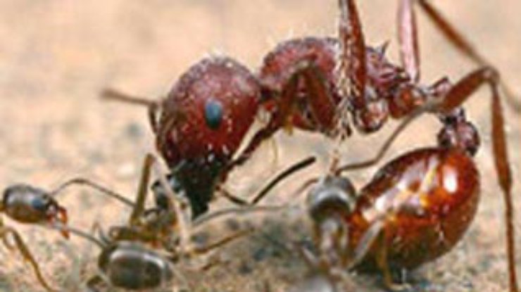 Химики перехитрили агрессивных муравьёв