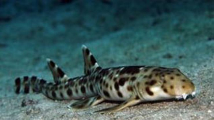 Ученые открыли новые виды акул