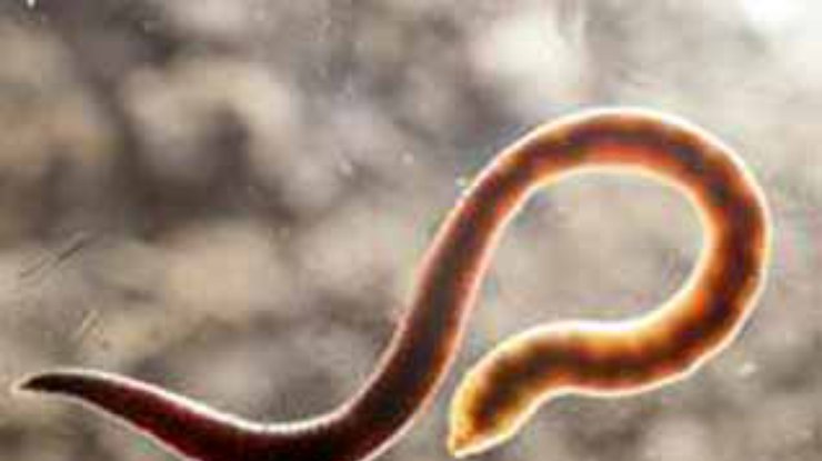 В Нидерландах установили рекорд по поеданию червей