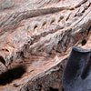 Беременного ихтиозавра откопали под столом для пинг-понга