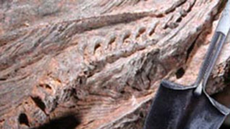 Беременного ихтиозавра откопали под столом для пинг-понга