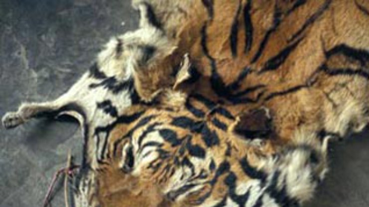 Китайцы поставили тигров на грань вымирания