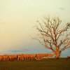 Засуха доводит австралийских фермеров до самоубийств