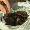 На Рівенщині виявлено незаконних видобувачів бурштину
