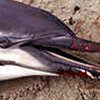 Десятки дельфинов покончили с собой