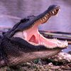 Поймали крокодила, который съел 83 человека