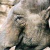 Американский зоопарк раздает слонов