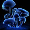 Навязчивые состояния можно лечить "волшебными грибами"