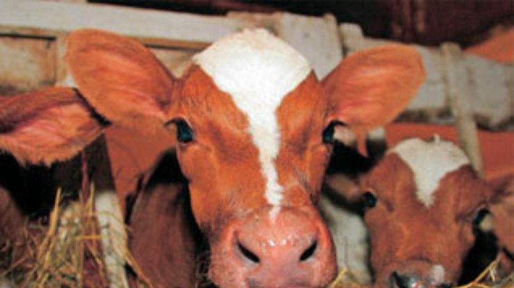 Коровы признаны самыми злостными вредителями экологии