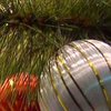 Новый год по-депутатски: Дома с елкой и оливье