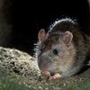 Американцу, живущему с 1300 крысами, грозят новые обвинения