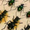 Запорожский университет получил бесценную коллекцию насекомых