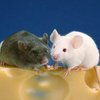 Голландская партия защиты животных запретила травить мышей в кабинетах
