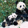 Таиландская панда будет худеть, чтобы не раздавить подругу