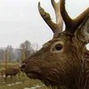 В Закарпатье делают бизнес на оленьих рогах