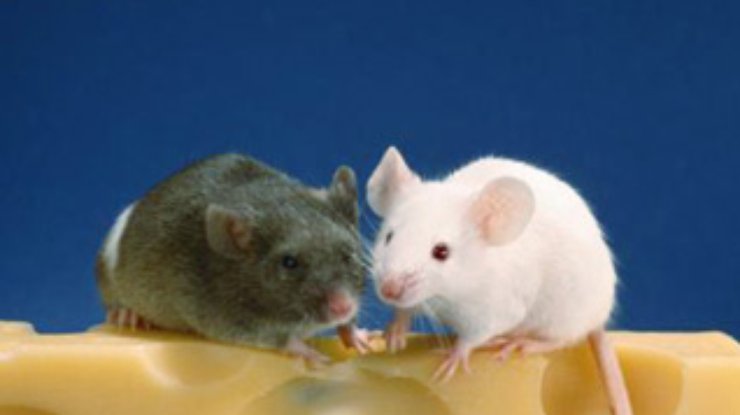 Голландская партия защиты животных запретила травить мышей в кабинетах