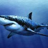 Австралийский ныряльщик избил акулу-людоеда