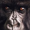 Конголезские повстанцы согласились щадить только горилл