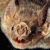 В Перу бешеные летучие мыши убивают людей
