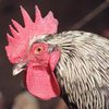 Украина запретила ввоз мяса птицы из России