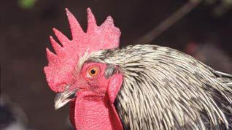 Украина запретила ввоз мяса птицы из России