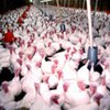 Венгрия обвинила Великобританию в поставках зараженного мяса