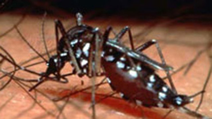 В Парагвае 60 тысяч человек заболели лихорадкой денге