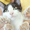 В Новой Зеландии родилась кошка с восемью лишними пальцами