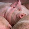 Украина запретила ввоз свиней и сала из России