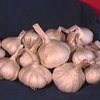 Ученые усомнились в целебных свойствах чеснока