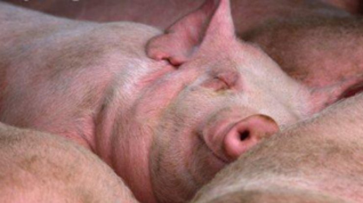 Украина запретила ввоз свиней и сала из России