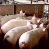 Украина запретила ввоз свинины из Хорватии и Болгарии