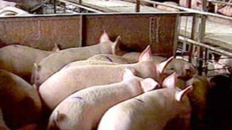 Украина запретила ввоз свинины из Хорватии и Болгарии