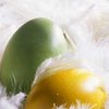 На ферме в Австрии курицы несут зеленые яйца