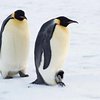 Пингвина-путешественника нашли в Перу - почти в 5 тысячах километров от его родных краев