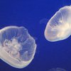 В Испании почистят море от медуз
