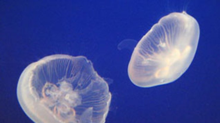 В Испании почистят море от медуз
