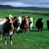 Гены коровы отвечают за свойства молока