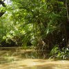 Проект Cool Earth предлагает купить тропические леса