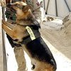 Полицейским собакам в Британии выдадут бронежилеты