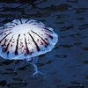 В Черном море медуз стало больше