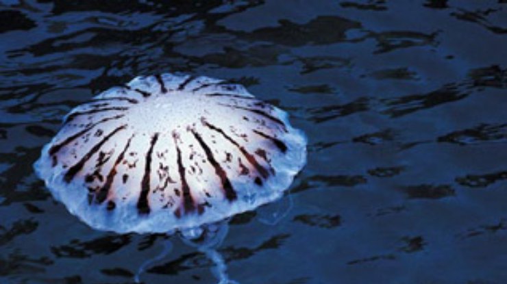 В Черном море медуз стало больше