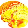 Ученые обнаружили источник дежавю в области мозга