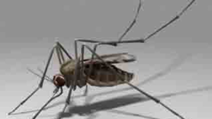 Комары-мутанты могут заразить Донецк малярией