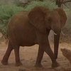 9 лет Африка не будет торговать слоновой костью