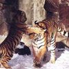 Амурский тигр в Китае будет спасен